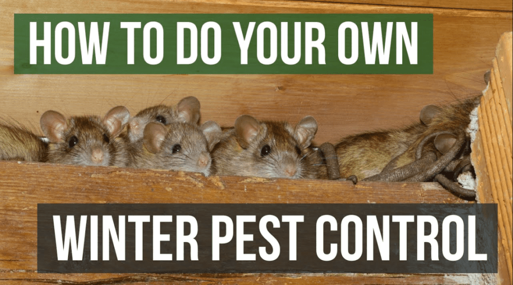Best Ways To Make Pest Control For RVs
