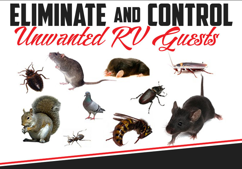 Best Ways To Make Pest Control For RVs
